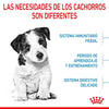 Alimento para perro Royal Canin Mini Puppy 2kg