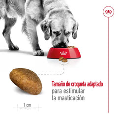 Alimento para perro Royal Canin Maxi Adult 15kg