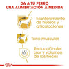 Alimento para perro Royal Canin Dachshund Adult 1.5kg