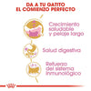 Alimento para gato Royal Canin Persian Kitten 2kg