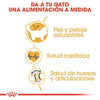 Alimento para gato Royal Canin Ragdoll Adult 2kg