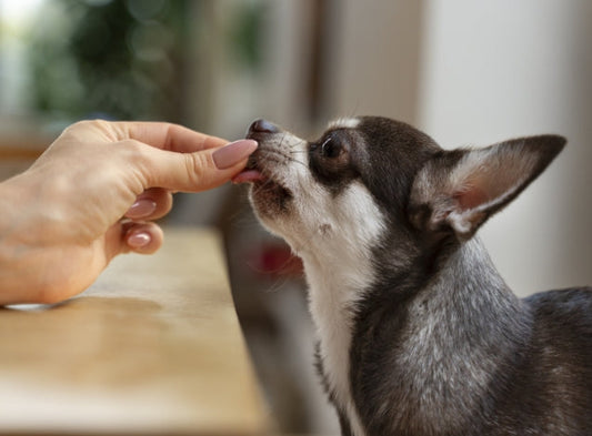 ¿Por qué mi perro se porta mal? Causas comunes y cómo corregirlas