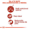 Alimento para gato adulto Royal Canin Fit 32