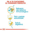 Alimento para perro Royal Canin Shih Tzu Puppy 1.13kg