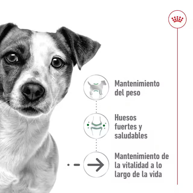 Alimento para perro Royal Canin Mini Ageing +12 1.5kg