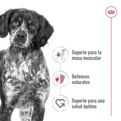 Alimento para perro Royal Canin Medium Adult 15kg