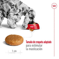 Alimento para perro Royal Canin Medium Adult 15kg