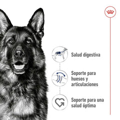 Alimento para perro Royal Canin Maxi Adult 15kg