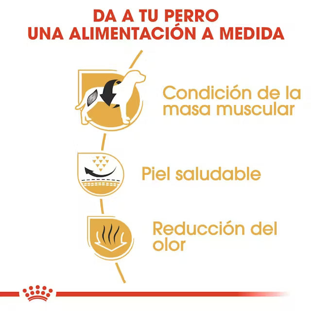 Alimento para perro Royal Canin Bulldog Francés Adult 3kg