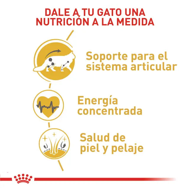 Alimento para gato Royal Canin Maine Coon Adult 2kg