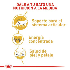 Alimento para gato Royal Canin Maine Coon Adult 2kg